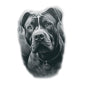 Stafford Tattoo