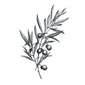 Olive Branch Tattoo