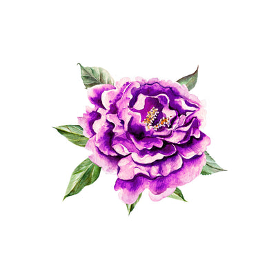 purple watercolor peony