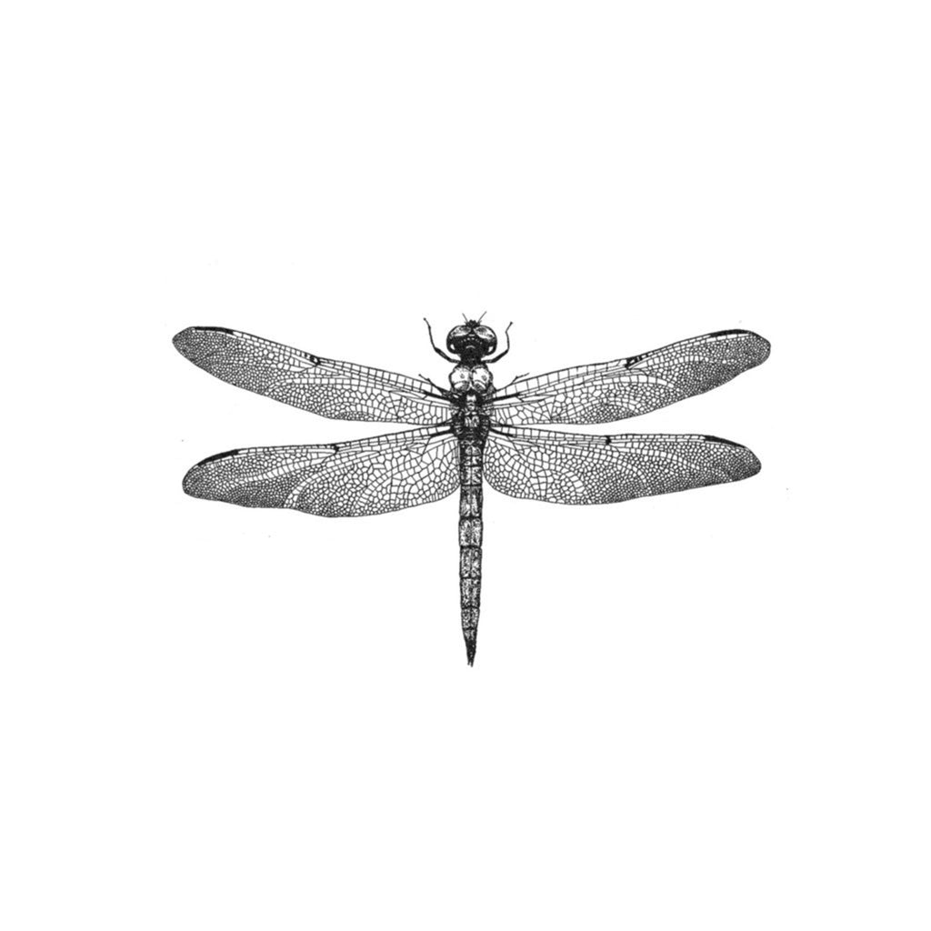Dragonfly Tattoo