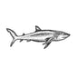 Great White Shark Tattoo